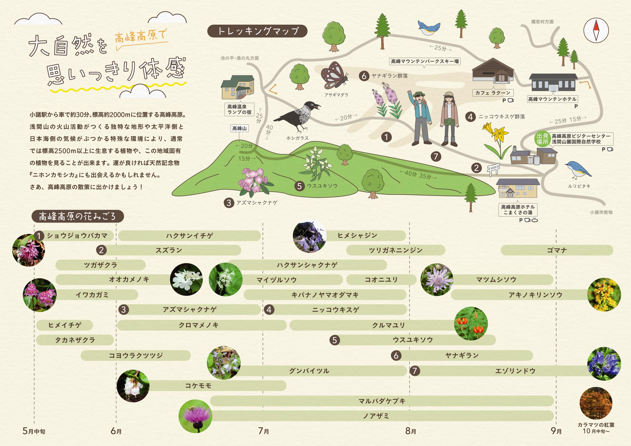 トレッキングマップ 大自然を高峰高原で思いっきり体感 小諸駅から車で約30分、標高約200mに位置する高峰高原。浅間山の火山活動がつくる独特な地形や太平洋側と日本海側の気候がぶつかる特殊な環境により、通常では標高2500m以上に生息する植物や、この地域固有の植物を見ることが出来ます。運が良ければ天然記念物「ニホンカモシカ」にも出会えるかもしれません。さあ、高峰高原の散策に出かけましょう! 5月下旬~9月の高峰高原の花みごろのリスト